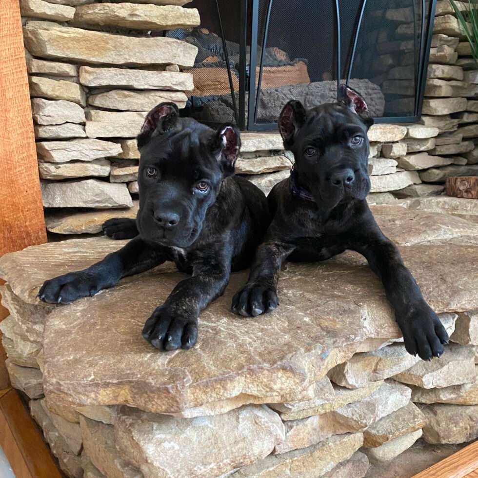 Trained Corso Puppies for Sale | Milligan Valley K9 Academy