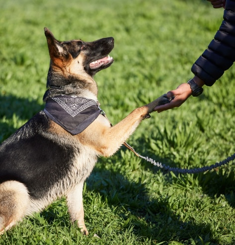 Private Puppy Training Tailored to You